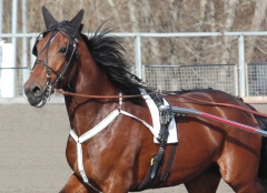 Ugly Duckling 160421-2